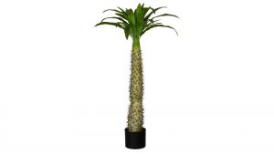 Madagaskarpalme Pachypodium