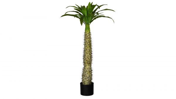 Madagaskarpalme Pachypodium