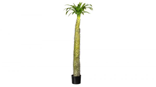 Madagaskarpalme Pachypodium