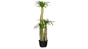 Madagaskarpalme Pachypodium