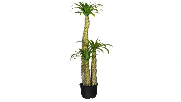 Die Madagaskarpalme Pachypodium ist eine hohe, stachelige Pflanze mit zwei sich nach oben verzweigenden Stämmen und grünen Blattbüscheln, die in einem kleinen schwarzen Topf vor weißem Hintergrund steht.