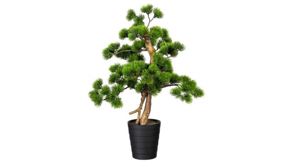 Bonsai Kiefer