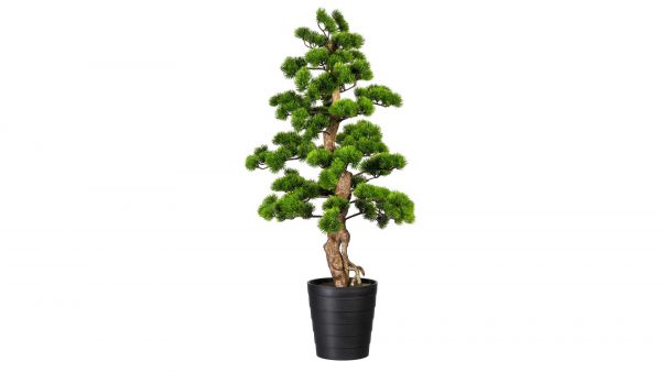Bonsai Kiefer