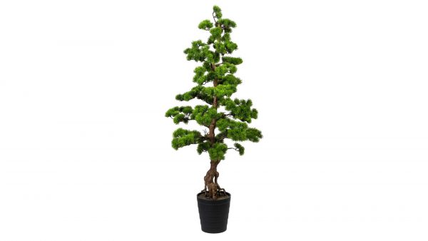 Bonsai Kiefer