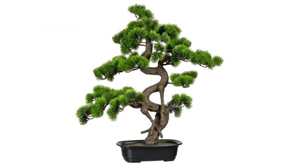Bonsai Kiefer