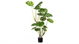 Splitphilodendron