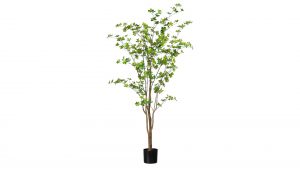 Louisiana-Baum