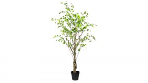 Louisiana-Baum