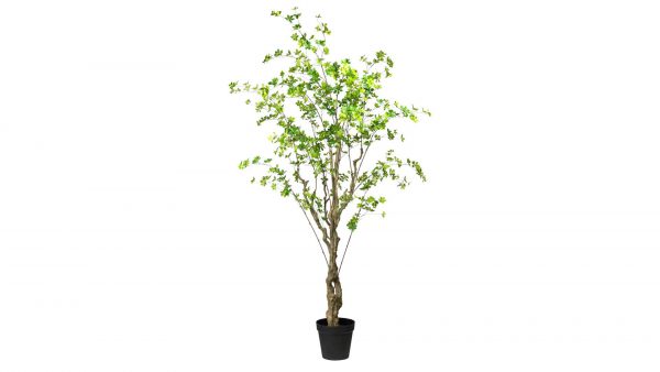 Louisiana-Baum