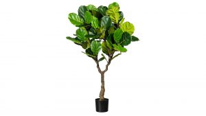 Feigenbaum Ficus lyrata