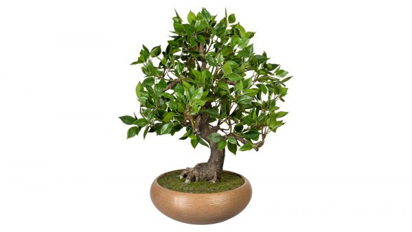 Bonsai Ficus