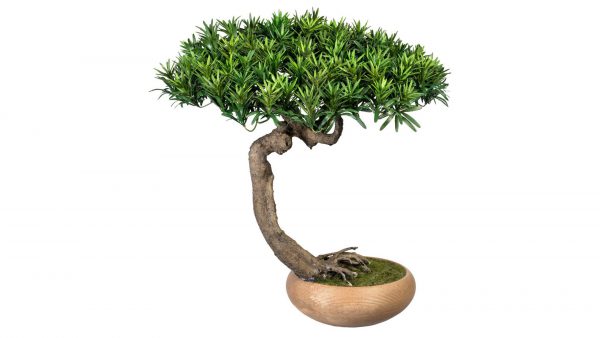 Bonsai Podocarpus Shankan