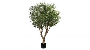 Olivenbaum
