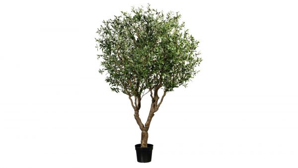 Olivenbaum