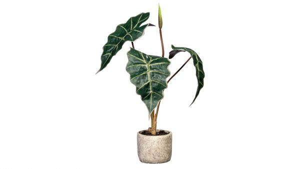 Elefantenohr Alocasia