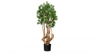 Steineibe Podocarpus macrophyllus
