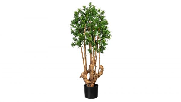 Steineibe Podocarpus macrophyllus