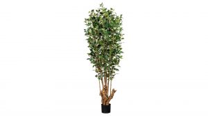 Ficus Benjamini