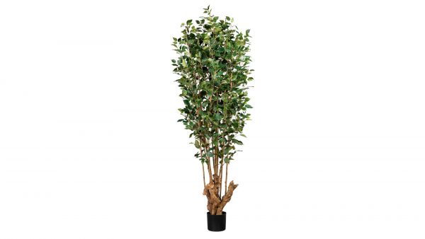 Ficus Benjamini