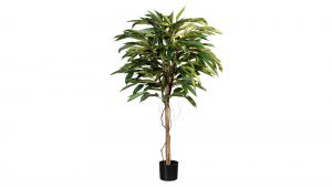 Ficus Alii de Luxe