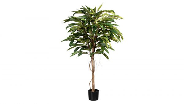 Ficus Alii de Luxe