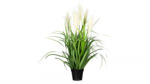 Grasbusch mit Pampaswedeln