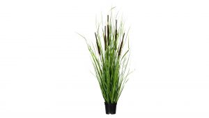Grasbusch mit Schilfkolben
