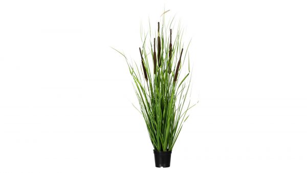 Grasbusch mit Schilfkolben