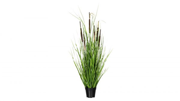 Grasbusch mit Schilfkolben