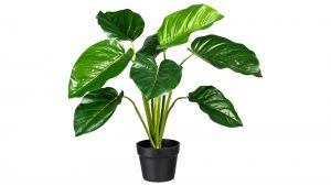 Philodendron