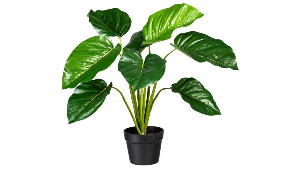 Philodendron