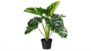 Splitphilodendron