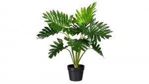 Fensterblatt Monstera