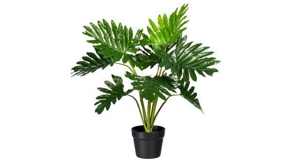 Fensterblatt Monstera