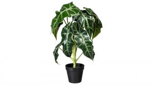 Elefantenohr Alocasia