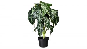 Elefantenohr Alocasia
