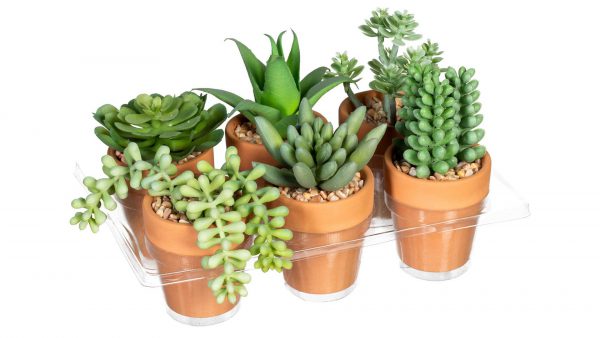 Der Mini-Sukkulenten-Mix besteht aus sechs kleinen Sukkulenten in verschiedenen Formen und Grüntönen, die jeweils in einen Terrakotta-Topf mit Kieselsteinen gepflanzt und in einer durchsichtigen Kunststoffschale angeordnet sind.