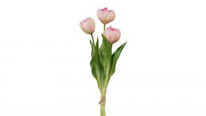 Tulpenstrauß Ivon