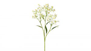 Sommerschleierkraut Lania