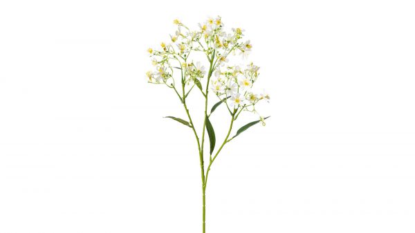 Sommerschleierkraut Lania