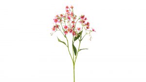 Sommerschleierkraut Lania