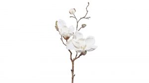 Magnolienzweig Polina