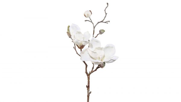 Magnolienzweig Polina