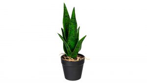 Interliving BEST BUDDYS! Mini Sanseveria Sabrina