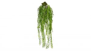 Interliving BEST BUDDYS! Rachenrebe Columnea Sven