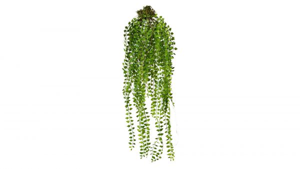 Interliving BEST BUDDYS! Rachenrebe Columnea Sven