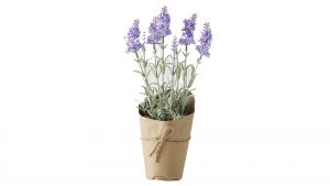 Lavendel