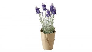 Lavendel
